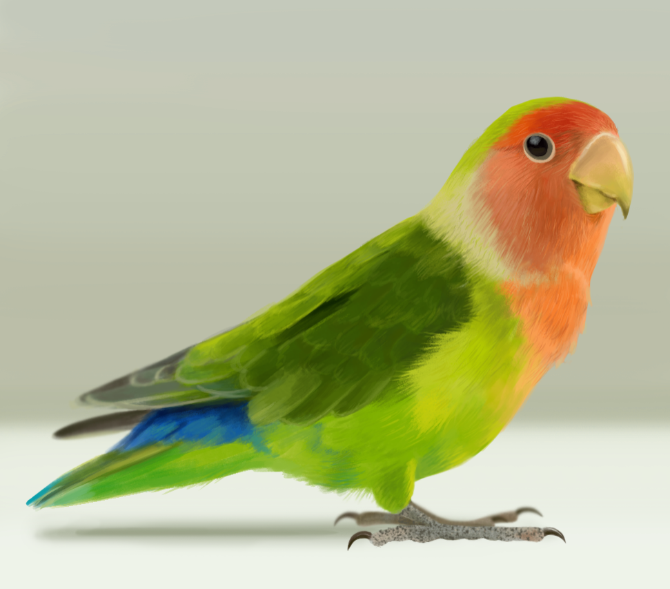 Colorful Bird